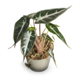 Alocasia Bambino Arrow - Jewel Alocasia -Hortology Plants Shop Alocasia Bambino Arrow Jewel Alocasia 9x15cm 2