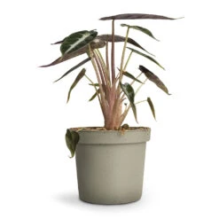 Alocasia Bambino Arrow - Jewel Alocasia -Hortology Plants Shop Alocasia Bambino Arrow Jewel Alocasia 9x15cm