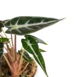 Alocasia Bambino Arrow - Jewel Alocasia -Hortology Plants Shop Alocasia Bambino Arrow Jewel Alocasia 9x15cm 3