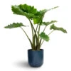 Alocasia Portodora - Upright Elephant Ear 2 Alocasia Portodora - Upright Elephant Ear -Hortology Plants Shop Alocasia Portodora Upright Elephant Ear 24x90cm Lisbon Plant Pot Navy 26x26cm