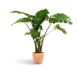 Terracotta Plant Pot 12 Terracotta Plant Pot -Hortology Plants Shop Alocasia Portodora Upright Elephant Ear 24x90cm Terracotta Plant Pot 30x26cm 431f1c41 7c5d 4f7d bf34 6e27f3f0afce