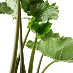 Alocasia Portodora - Upright Elephant Ear 19 Alocasia Portodora - Upright Elephant Ear -Hortology Plants Shop Alocasia Portodora Upright Elephant Ear DETAIL