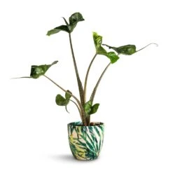 Monza Plant Pot - Botanical Fern -Hortology Plants Shop Alocasia Stingray Elephant Ear 13x40cm Monza Plant Pot Botanica Fern 15x15cm fa0f1d44 5376 42c7 ac43 44570a094f33