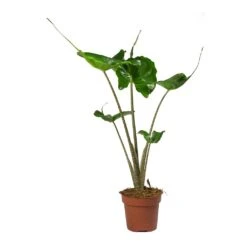 Alocasia Stingray - Elephant Ear 23 Alocasia Stingray - Elephant Ear -Hortology Plants Shop Alocasia Stingray Elephant Ear