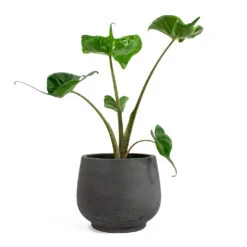 Alocasia Stingray - Elephant Ear 28 Alocasia Stingray - Elephant Ear -Hortology Plants Shop Alocasia Stingray Elephant Ear Mini Pixie Plant Pot Black Washed 3d039430 b95e 4427 91ac 0a4309c5d871