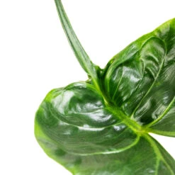 Alocasia Stingray - Elephant Ear 22 Alocasia Stingray - Elephant Ear -Hortology Plants Shop Alocasia Stingray Elephant Ear Swatch 3