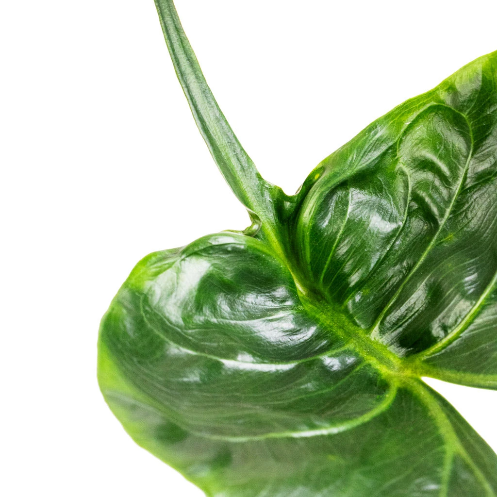 Alocasia Stingray - Elephant Ear 8 Alocasia Stingray - Elephant Ear - Image 6