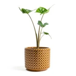 Alocasia Stingray - Elephant Ear 27 Alocasia Stingray - Elephant Ear -Hortology Plants Shop Alocasia Stingray Elephant Ear Thies Plant Pot Mustard 489ff64e cd0c 4143 9fca 372bb3c563f5