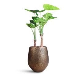 Opus Hit Darcy Planter - Gold 24 Opus Hit Darcy Planter - Gold -Hortology Plants Shop Alocasia Tree 110cm 2 stems Opus Hit Darcy Planter Gold 45x48cm