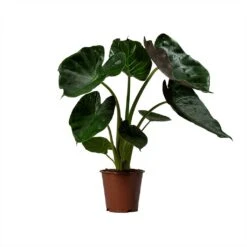 Alocasia Wentii - Hardy Elephant Ear -Hortology Plants Shop Alocasia Wentii Hardy Elephant Ear 19x65cm