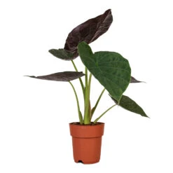 Alocasia Wentii - Hardy Elephant Ear -Hortology Plants Shop Alocasia Wentii Hardy Elephant Ear 19x65cm 3
