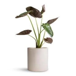 Alocasia Wentii - Hardy Elephant Ear -Hortology Plants Shop Alocasia Wentii Hardy Elephant Ear 19x65cm Max Refined Planter Natural White 29x29.5cm