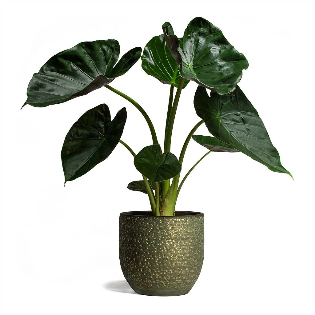 Rinca Plant Pot - Shiny Green 13 Rinca Plant Pot - Shiny Green - Image 11