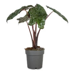 Alocasia Yucatan Princess - Elephant Ear 17 Alocasia Yucatan Princess - Elephant Ear -Hortology Plants Shop Alocasia Yucatan Princess Elephant Ear 14x45cm