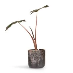 Alocasia Yucatan Princess - Elephant Ear 19 Alocasia Yucatan Princess - Elephant Ear -Hortology Plants Shop Alocasia Yucatan Princess Elephant Ear 17x65cm Luxe Lite Comet Cylinder Planter Bronze 28x27cm