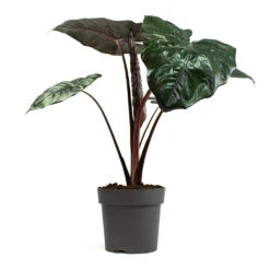 Alocasia Yucatan Princess - Elephant Ear 16 Alocasia Yucatan Princess - Elephant Ear -Hortology Plants Shop Alocasia Yucatan Princess Elephant Ear 19cm