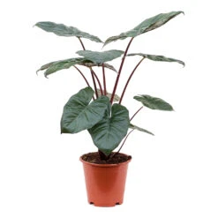 Alocasia Yucatan Princess - Elephant Ear 22 Alocasia Yucatan Princess - Elephant Ear -Hortology Plants Shop Alocasia Yucatan Princess Elephant Ear