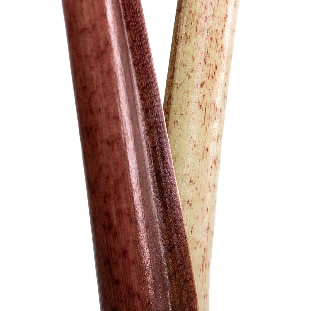 Alocasia Yucatan Princess - Elephant Ear 11 Alocasia Yucatan Princess - Elephant Ear - Image 9