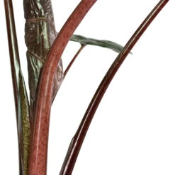 Alocasia Yucatan Princess - Elephant Ear 15 Alocasia Yucatan Princess - Elephant Ear -Hortology Plants Shop Alocasia Yucatan Princess Elephant Ear Close Up Stems