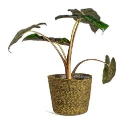 Selin Plant Basket - Camel 15 Selin Plant Basket - Camel -Hortology Plants Shop Alocasia Yucatan Princess Elephant Ear selin Plant Basket Camel plant pot bceac8c3 8c7c 421c 85f8 1326be597bc6