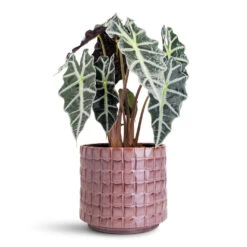 Stian Plant Pot - Lavender Candy -Hortology Plants Shop Alocasia amazonica Polly 17x50cm Stian Pot Lavender Candy 25x22cm 1