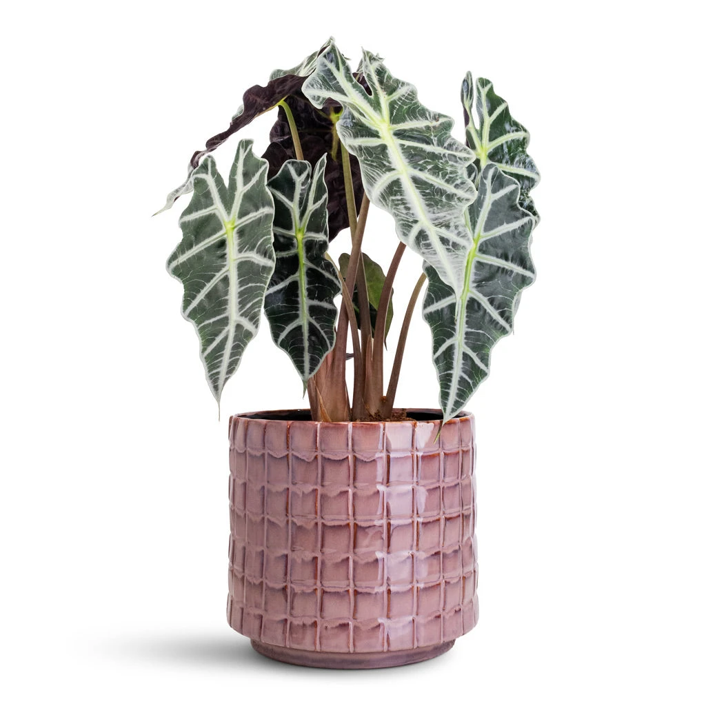 Alocasia Amazonica Polly - Elephant Ear 9 Alocasia Amazonica Polly - Elephant Ear - Image 7