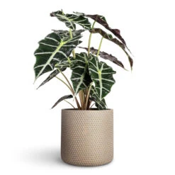 Alocasia Amazonica Polly - Elephant Ear 17 Alocasia Amazonica Polly - Elephant Ear -Hortology Plants Shop Alocasia amazonica Polly Elephant Ear 17x50cm Bernt Plant Pot Shiny Gold 21x19cm