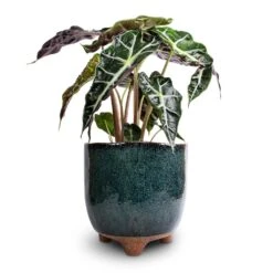 Alocasia Amazonica Polly - Elephant Ear 18 Alocasia Amazonica Polly - Elephant Ear -Hortology Plants Shop Alocasia amazonica Polly Elephant Ear 17x50cm Kaat Plant Pot Petrol 20x20cm
