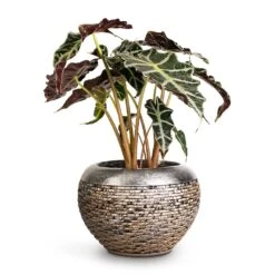 Luxe Lite Layer Globe Planter - Bronze -Hortology Plants Shop Alocasia amazonica Polly Elephant Ear 17x50cm Luxe Lite Layer Globe Planter Bronze 28x20cm