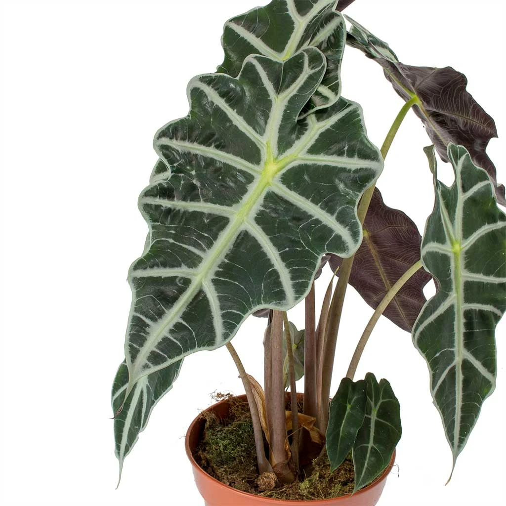 Alocasia Amazonica Polly - Elephant Ear 13 Alocasia Amazonica Polly - Elephant Ear - Image 11