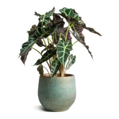 Alocasia Amazonica Polly - Elephant Ear 26 Alocasia Amazonica Polly - Elephant Ear -Hortology Plants Shop Alocasia amazonica Polly Elephant Ear Ryan Plant Pot Blue Gold