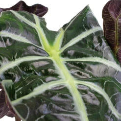 Alocasia Amazonica Polly - Elephant Ear 22 Alocasia Amazonica Polly - Elephant Ear -Hortology Plants Shop Alocasia amazonica Polly Elephant Ear SWATCH 3