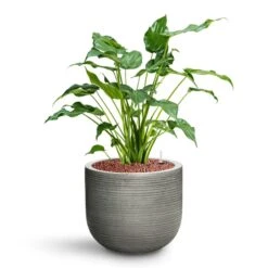 Alocasia Cucullata - Hooded Dwarf Elephant Ear - HydroCare -Hortology Plants Shop Alocasia cucullata Hooded Dwarf Elephant Ear HydroCare Cody Plant Pot Ridged Dark Grey
