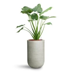 Alocasia Cucullata - Hooded Dwarf Elephant Ear - HydroCare -Hortology Plants Shop Alocasia cucullata Hooded Dwarf Elephant Ear HydroCare Cody Plant Vase Ridged Cement