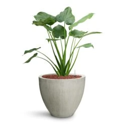 Alocasia Cucullata - Hooded Dwarf Elephant Ear - HydroCare -Hortology Plants Shop Alocasia cucullata Hooded Dwarf Elephant Ear HydroCare Jesslyn Plant Pot Ridged Cement