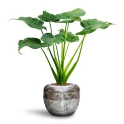 Opus Raw Couple Planter - Silver 18 Opus Raw Couple Planter - Silver -Hortology Plants Shop Alocasia cucullata Hooded Dwarf Elephant Ear HydroCare Opus Raw Couple Planter Silver a34892d9 95ff 4845 abe9 8885537631dc