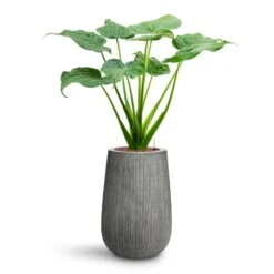 Patt High Ridged Planter - Dark Grey -Hortology Plants Shop Alocasia cucullata Hooded Dwarf Elephant Ear HydroCare Patt High Plant Vase Ridged Dark Grey 40f9e0f7 998a 468e b926 8e19612b7a3f