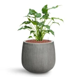 Pax Ridged Planter - Dark Grey 10 Pax Ridged Planter - Dark Grey -Hortology Plants Shop Alocasia cucullata Hooded Dwarf Elephant Ear HydroCare Pax Planter Ridged Dark Grey fe81520c e4aa 49b1 bedf 663e77ee0bb1
