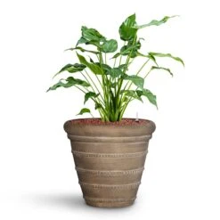 Treasure Selena Planter - Chalk Beige -Hortology Plants Shop Alocasia cucullata Hooded Dwarf Elephant Ear HydroCare Treasure Selena Planter Chalk Beige f216ae93 651f 4c4b 920a 47934cf50681