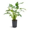 Alocasia Cucullata - Hooded Dwarf Elephant Ear - HydroCare -Hortology Plants Shop Alocasia cucullata Hooded Dwarf Elephant Ear Hydroculture 15 19x55cm