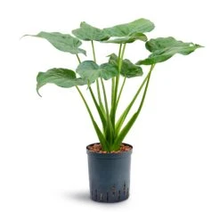 Alocasia Cucullata - Hooded Dwarf Elephant Ear - HydroCare -Hortology Plants Shop Alocasia cucullata Hooded Dwarf Elephant Ear Hydroculture 18 19x70cm