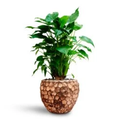 Alocasia Cucullata - Hooded Dwarf Elephant Ear - HydroCare -Hortology Plants Shop Alocasia cucullata Hooded Dwarf Elephant Ear HydrocultureFacets Couple Planter Into Coco