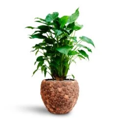 Alocasia Cucullata - Hooded Dwarf Elephant Ear - HydroCare -Hortology Plants Shop Alocasia cucullata Hooded Dwarf Elephant Ear HydrocultureFacets Couple Planter Out Of Coco