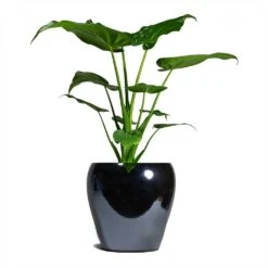 Alocasia Cucullata - Hooded Dwarf Elephant Ear 12 Alocasia Cucullata - Hooded Dwarf Elephant Ear -Hortology Plants Shop Alocasia cucullata Hooded Dwarf ElephantEar 19x75cm Amora Plant Pot Anthracite Mirror 26x26cm