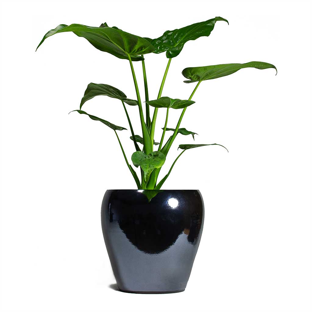 Hortology Plants Shop -Hortology Plants Shop Alocasia cucullata Hooded Dwarf ElephantEar 19x75cm Amora Plant Pot Anthracite Mirror