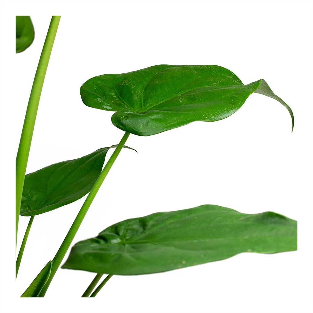 Alocasia Cucullata - Hooded Dwarf Elephant Ear 7 Alocasia Cucullata - Hooded Dwarf Elephant Ear - Image 5