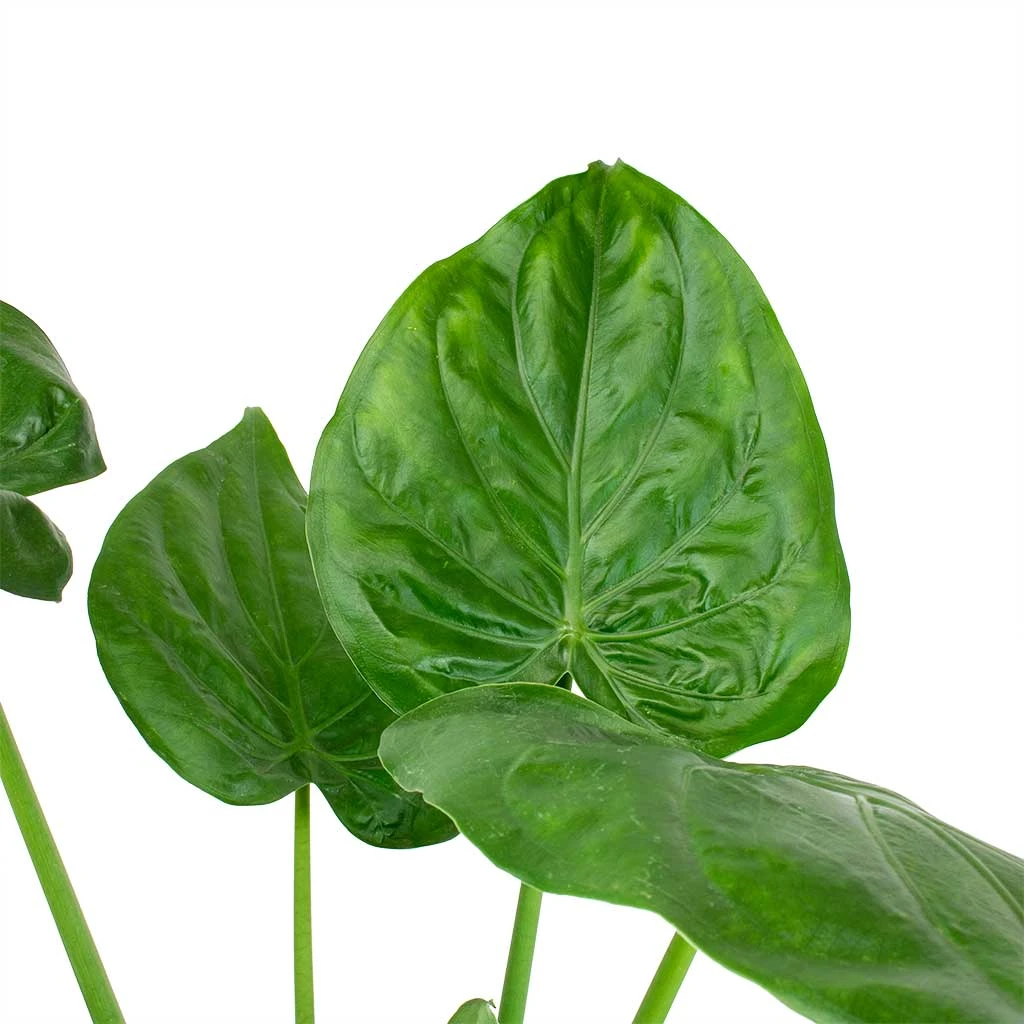 Alocasia Cucullata - Hooded Dwarf Elephant Ear 4 Alocasia Cucullata - Hooded Dwarf Elephant Ear - Image 2