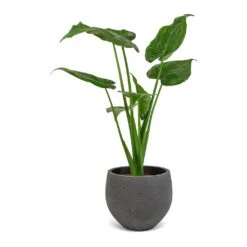 Mini Orb Kevan Plant Pot - Black Washed 25 Mini Orb Kevan Plant Pot - Black Washed -Hortology Plants Shop Alocasia cucullata Mini Orb Kevan Plant Pot Black Washed 02bf3936 cc56 4d97 bb0a 8fed8a435123