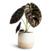 Alocasia Cuprea Red Secret - Elephant Ear 1 Alocasia Cuprea Red Secret - Elephant Ear -Hortology Plants Shop Alocasia cuprea Red Secret 12x25cm Celeste Pot Cream 15x14cm