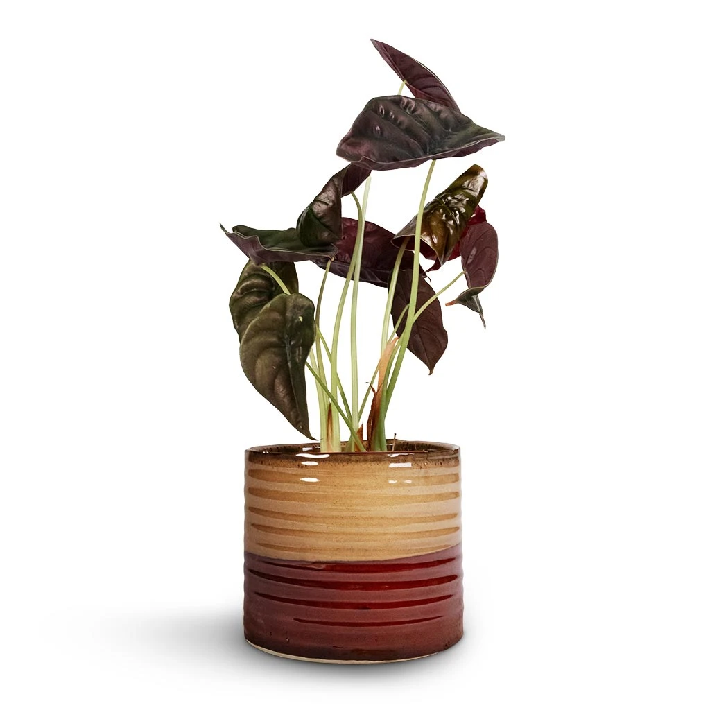 Alocasia Cuprea Red Secret - Elephant Ear 10 Alocasia Cuprea Red Secret - Elephant Ear - Image 8